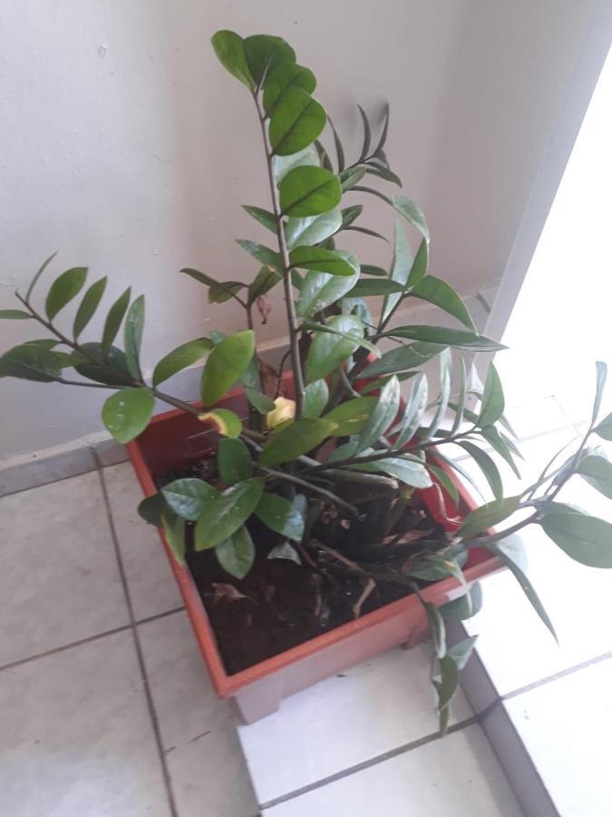 Casita Natural Village #6 Y #8 Apartamento *